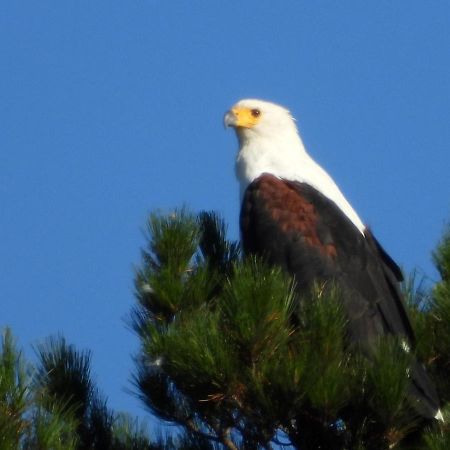 Eagles' Call Cottages&Tent Wildernis Esterno foto