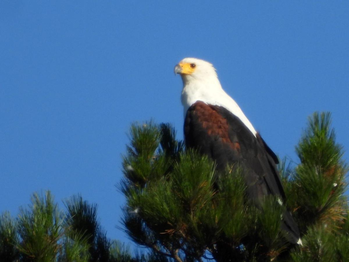 Eagles' Call Cottages&Tent Wildernis Esterno foto